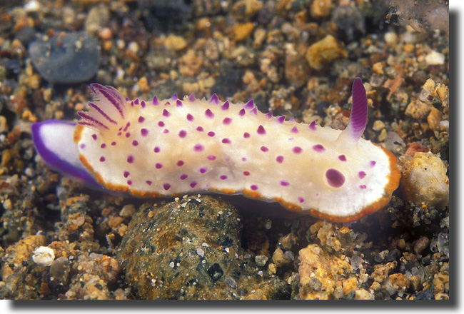 The Vibrant Sea Mexichromis mariei