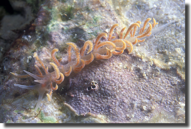 The Vibrant Sea Phyllodesmium serratum