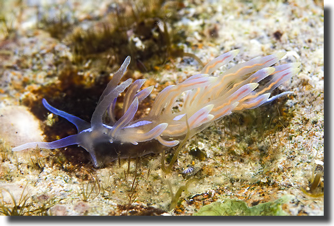 The Vibrant Sea - Phyllodesmium opalescens
